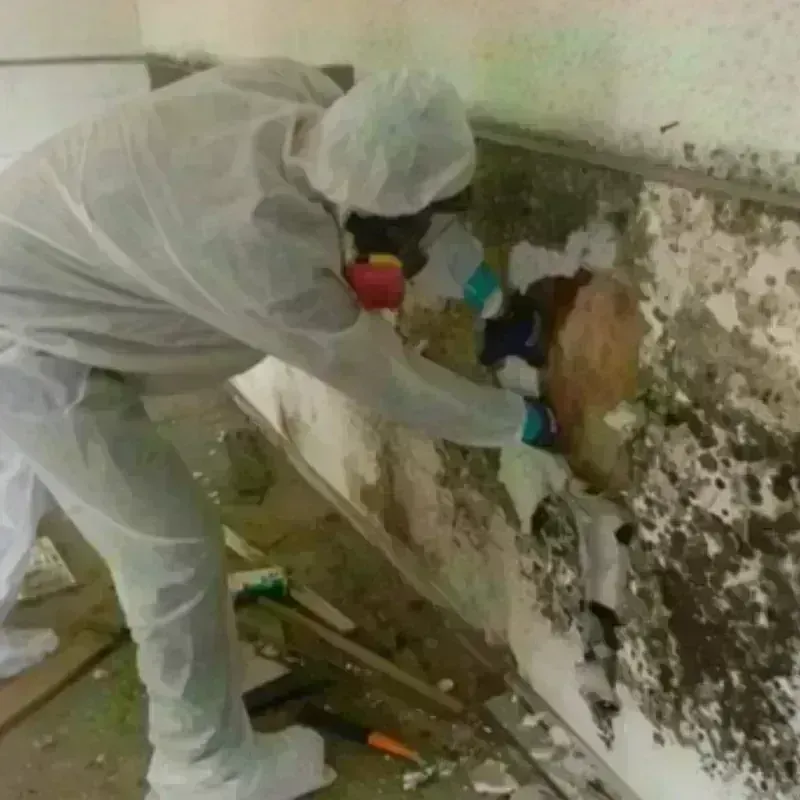 Mold Remediation and Removal in Lincoln Park, MI